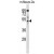 Western blot analysis in mouse Neuro-2a cell line lysates (35µg/lane) using AP2M1 Antibody (C-term) Cat.-No AP50202PU-N. This demonstrates the AP2M1 antibody detected the AP2M1 protein (arrow).