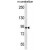APBA2 Antibody (Center) (Cat. #AP50205PU-N) western blot analysis in mouse cerebellum tissue lysates (35µg/lane).This demonstrates the APBA2 antibody detected the APBA2 protein (arrow).