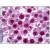 Human Testis: Formalin-Fixed, Paraffin-Embedded (FFPE)