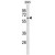 APPBP2 Antibody (Center) (Cat. #AP50214PU-N) western blot analysis in 293 cell line lysates (35µg/lane).This demonstrates the APPBP2 antibody detected the APPBP2 protein (arrow).