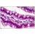 Human Small Intestine: Formalin-Fixed, Paraffin-Embedded (FFPE)