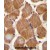 ASAM Antibody (Center) (Cat. #AP50265PU-N)immunohistochemistry analysis in formalin fixed and paraffin embedded human skeletal muscle followed by peroxidase conjugation of the secondary antibody and DAB staining.This data demonstrates the use of ASAM Antibody (Center) for immunohistochemistry. Clinical relevance has not been evaluated.