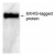 6xHistidine Epitope Tag