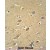ATP5H antibody (Center) (Cat. #AP50301PU-N) immunohistochemistry analysis in formalin fixed and paraffin embedded human brain tissue followed by peroxidase conjugation of the secondary antibody and DAB staining. This data demonstrates the use of the ATP5H antibody (Center) for immunohistochemistry. Clinical relevance has not been evaluated.