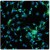 Dissociated cell cultures of an e13 Mouse brain showing MAP-2 (green staining) of neurons. DAPI (blue staining) allows visualization of nuclei.