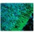 A tissue section through an e13 Mouse brain showing Nestin (green staining) in neural stem cells of the ventricular zone of the CNS. DAPI (blue staining) allows visualization of nuclei.
