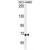 ATXN7L2 Antibody (C-term) (Cat. #AP50313PU-N) western blot analysis in NCI-H460 cell line lysates (35µg/lane).This demonstrates the ATXN7L2 antibody detected the ATXN7L2 protein (arrow).