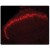 Tissue section through an adult Mouse brain showing PAP (red fluorescence) in the superficial laminae of the adult Mouse spinal cord dorsal horn gray matter.