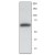 Western blot showing a single Synaptotagmin bond running at about 65 kDa