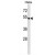 BAG4 Antibody (C-term) (Cat. #AP50336PU-N) western blot analysis in Hela cell line lysates (35µg/lane).This demonstrates the BAG4 antibody detected the BAG4 protein (arrow).