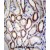 BCAT2 Antibody (C-term) (Cat. #AP50351PU-N)immunohistochemistry analysis in formalin fixed and paraffin embedded human kidney tissue followed by peroxidase conjugation of the secondary antibody and DAB staining.This data demonstrates the use of BCAT2 Antibody (C-term) for immunohistochemistry. Clinical relevance has not been evaluated.