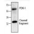 Western Blot analysis of PDK-1 expression with Jurkat cell lysate.