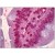 Human Small Intestine: Formalin-Fixed, Paraffin-Embedded (FFPE)