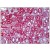 Human Kidney, Tubules: Formalin-Fixed, Paraffin-Embedded (FFPE)
