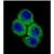Confocal Immunofluorescent analysis of APEX1 Antibody (N-term) Cat.-No AP12510PU-N with hela cell followed by Alexa Fluor 488-conjugated Goat anti-Rabbit lgG (green). DAPI was used to stain the cell nuclear (blue).