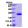 AR09416PU-L