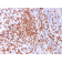 AM50194PU-S