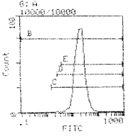 CL058B - MHC Class I H-2 Kb / H-2 Db