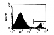 CL012B - CD8 beta