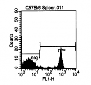 CL008F - CD8