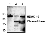 AP00279PU-N - HDAC10
