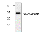 AP00265PU-N - VDAC1