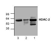 AP00271PU-N - HDAC2