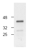 AP00011PU-N - Caspase-4