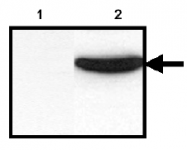 AM00195PU-N - 6xHistidine Epitope Tag
