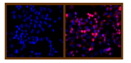 AM00195PU-N - 6xHistidine Epitope Tag