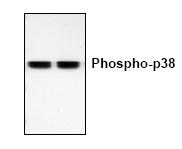 AP00176PU-N - MAP kinase p38 alpha / MAPK14