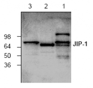AP00311PU-N - MAPK8IP1 / JIP1