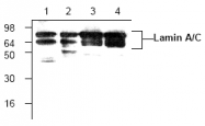AP00082PU-N - Lamin-A/C (LMNA)