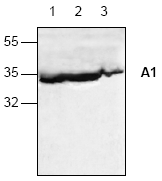 AP00149PU-N - Bcl-2-like 5
