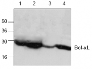 AP00094PU-N - Bcl-2-like 1