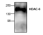 AP00275PU-N - HDAC6