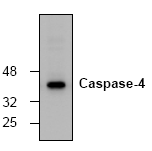 AM00181PU-N - Caspase-4