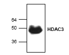AP00272PU-N - HDAC3