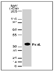 AM00182PU-N - CD178 / Fas Ligand
