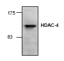 AP00273PU-N - HDAC4