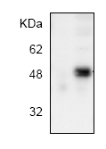 AP00220PU-N - AP-1 / c-Jun