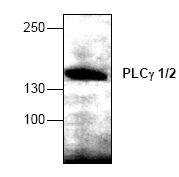 AP00342PU-N - PLCG1+PLCG2