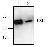 AP00294PU-N - NR1H2 + NR1H3