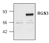 AP00088PU-N - RGS3