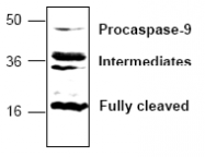 AP00153PU-N - Caspase-9