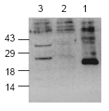 AP00055PU-N - Caspase-8 / FLICE