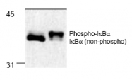 AM00179PU-N - NFKBIA / IKBA