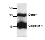 AP00267PU-N - Galectin-1