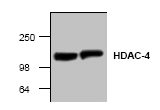 AP00288PU-N - HDAC4