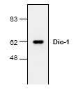 AP00263PU-N - DIDO1